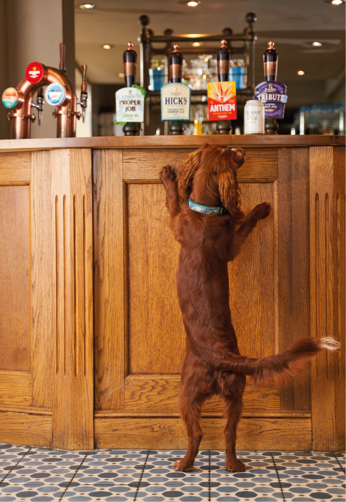 Dog looking up at bar 