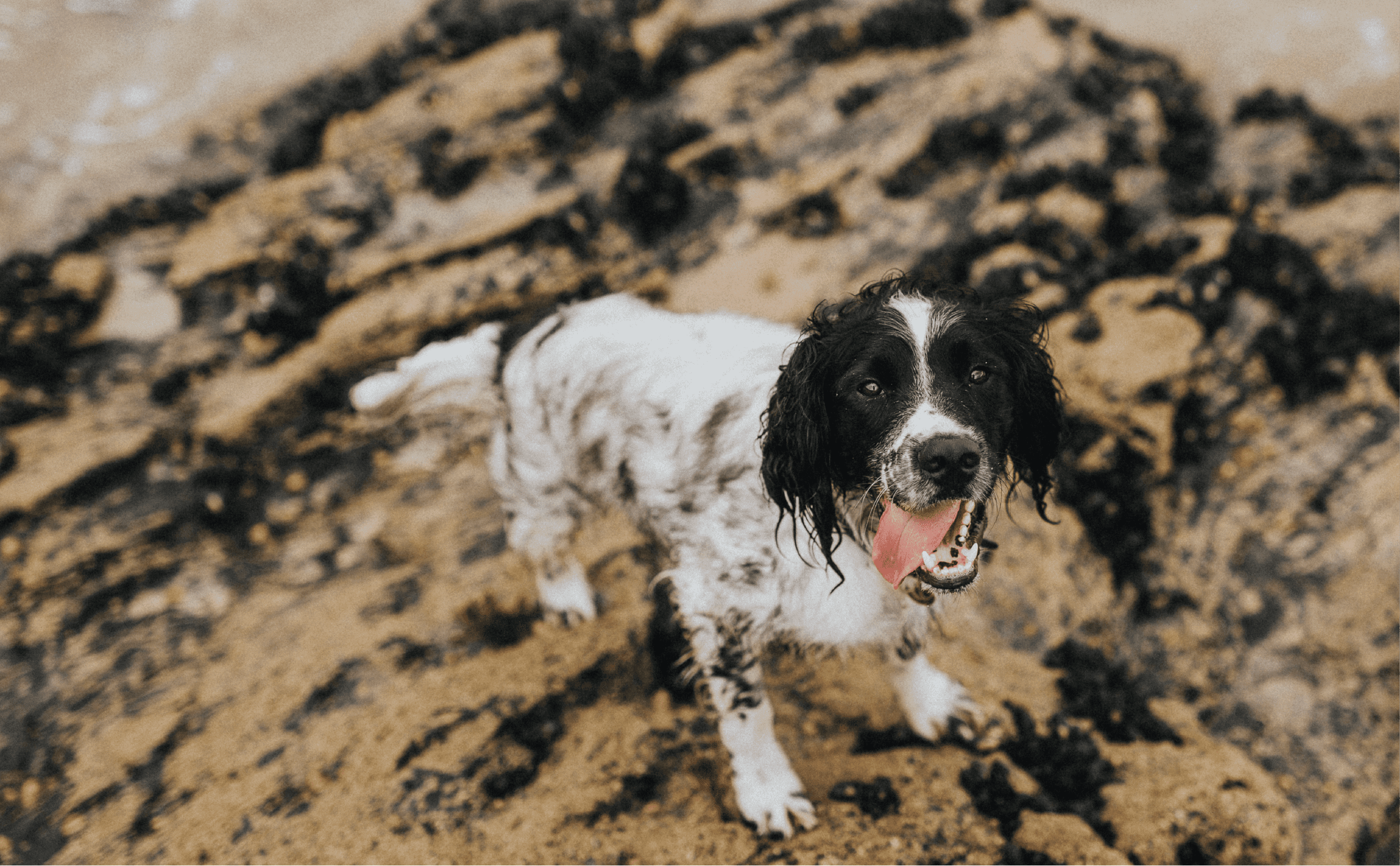 Dog on beach